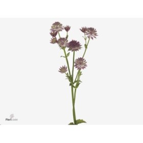 FLOR, ASTRANTIA ROMA 60cm. x10 morada