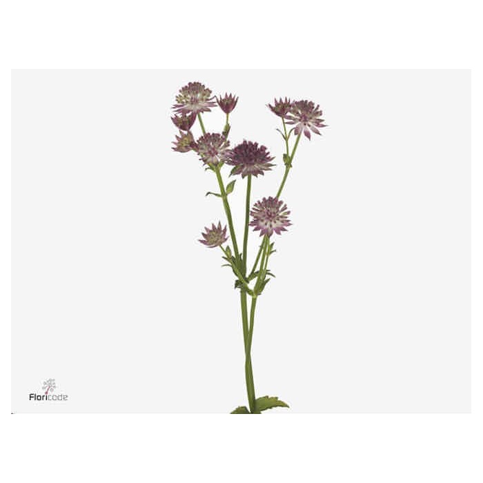 FLOR, ASTRANTIA ROMA 60cm. x10 morada