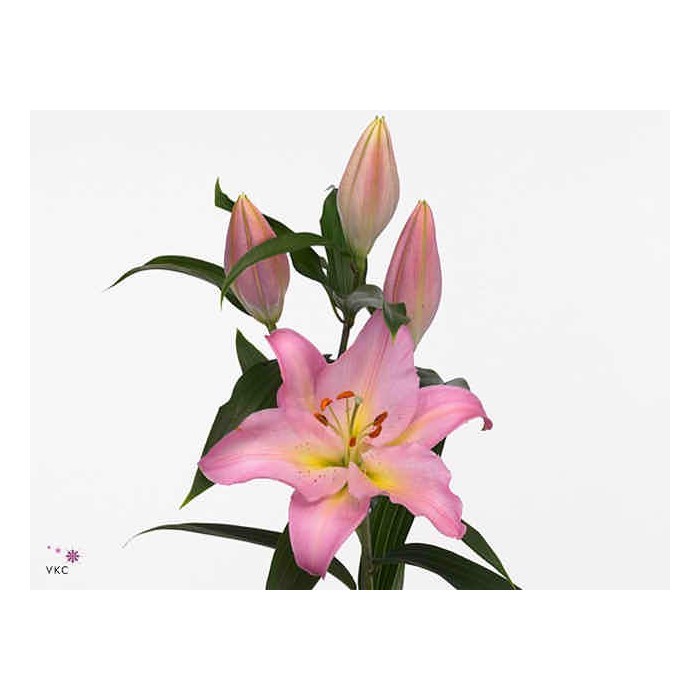 FLOR, LILIUM ORIENTAL OVADA 110cm.x10 ROSA