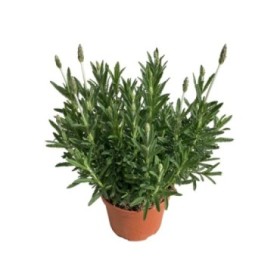 LAVANDULA DENTATA M17