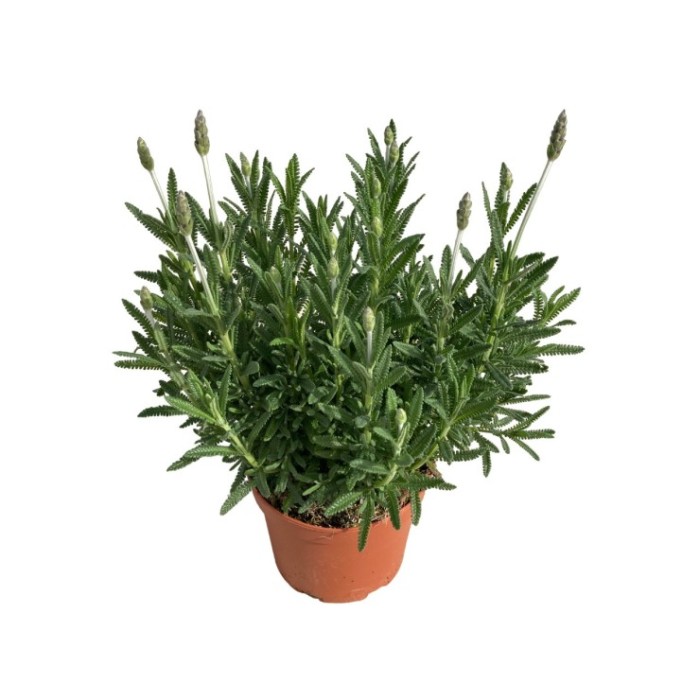 LAVANDULA DENTATA M17