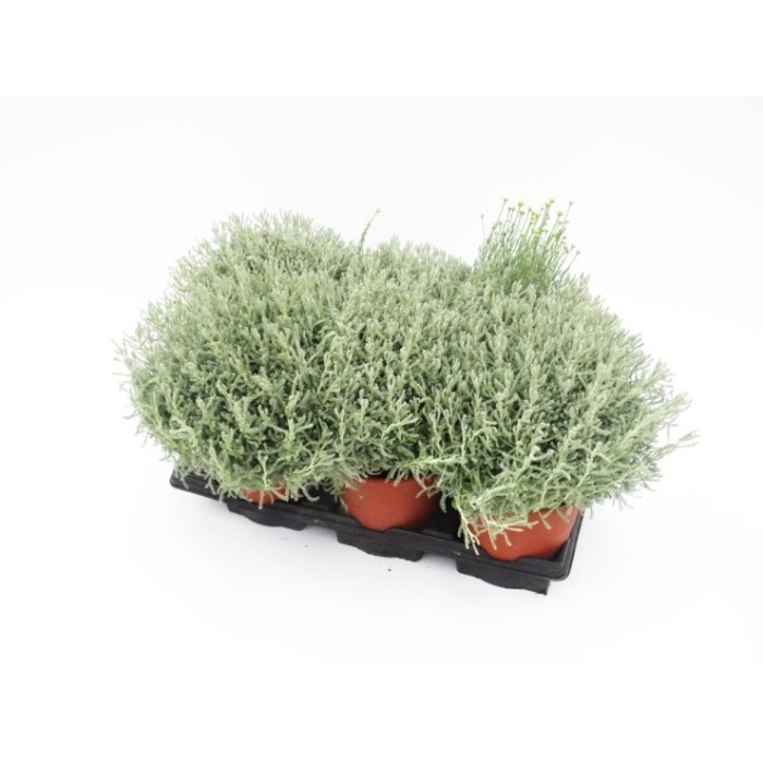 SANTOLINA CHAMAECYPARISSUS 18