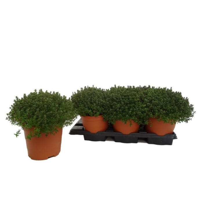 THYMUS VULGARIS COMPACTA M18