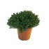 THYMUS VULGARIS COMPACTA M18