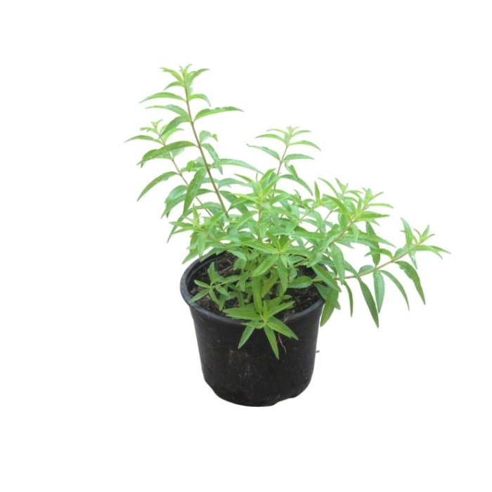 ALOYSIA TRIPHYLLA M11 - MARIA LLUISA