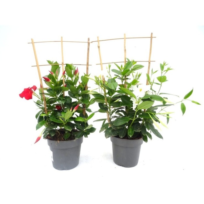 DIPLADENIA ESPALDERA M17 - Espaldera 60cm
