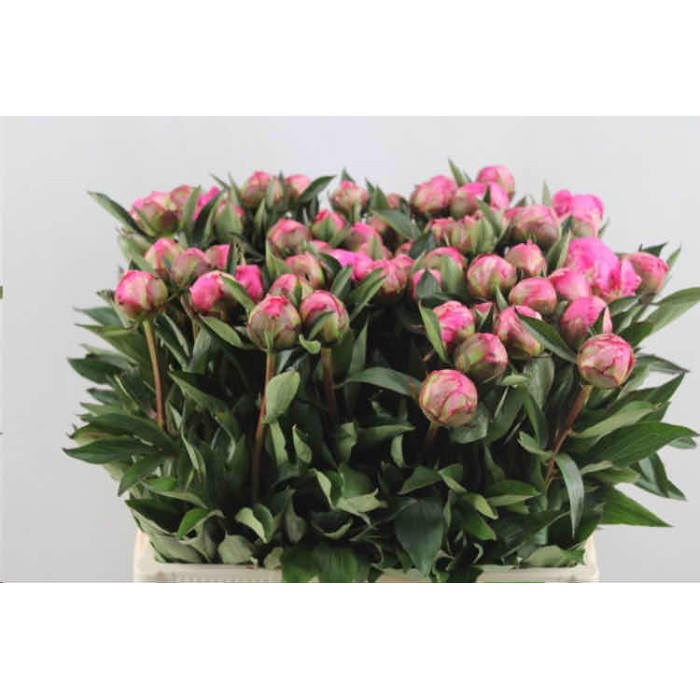 FLOR, PAEONIA DR A FLEMING 60cm. paq.x5  fucsia