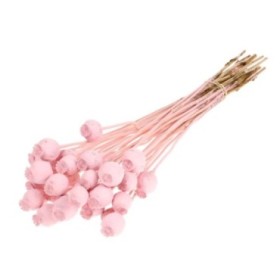 F.SECA, Papaver rosa misty CRAFT