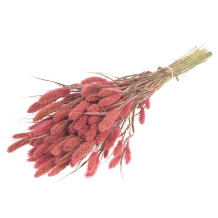 F.SECA, Setarea ROSA CRAFT