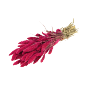 F.SECA, Setarea cerise CRAFT