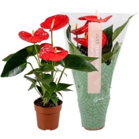 ANTHURIUM  M12 MINNESOTA flor gran XXL