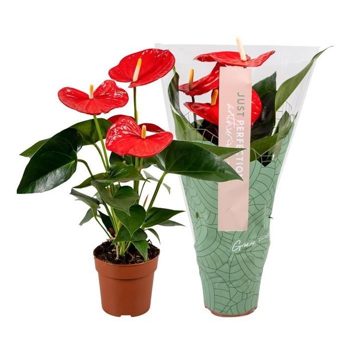 ANTHURIUM  M12 MINNESOTA flor gran XXL
