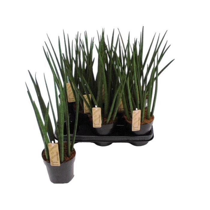 SANSIVIERIA CILINDRICA  M14- 45cm.