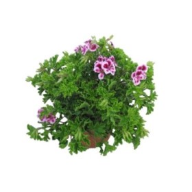 PELARGONIUM RANDY M13