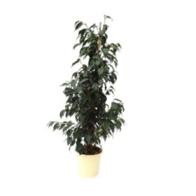 FICUS BENJ. DANIELE  M17- 90cm.