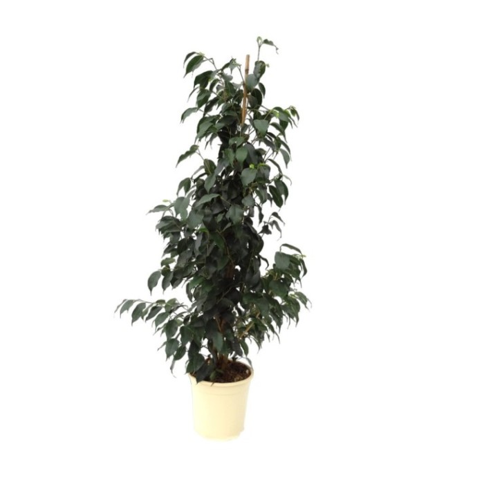 FICUS BENJ. DANIELE  M17- 90cm.