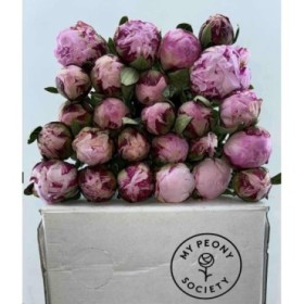 FLOR, PAEONIA SARAH BERNARD 60cm. paq.x5 rosa