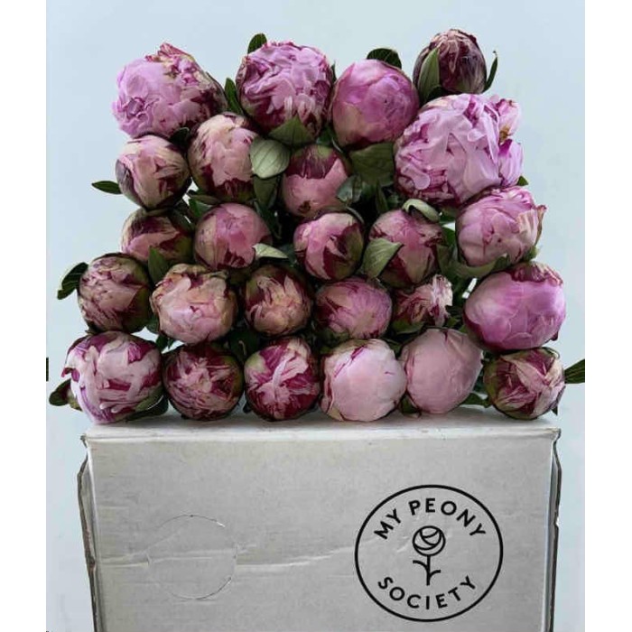 FLOR, PAEONIA SARAH BERNARD 60cm. paq.x5 rosa