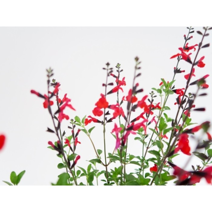 SALVIA MICROPHYLLA ROYAL BUMBLE 3L - VERMELLA