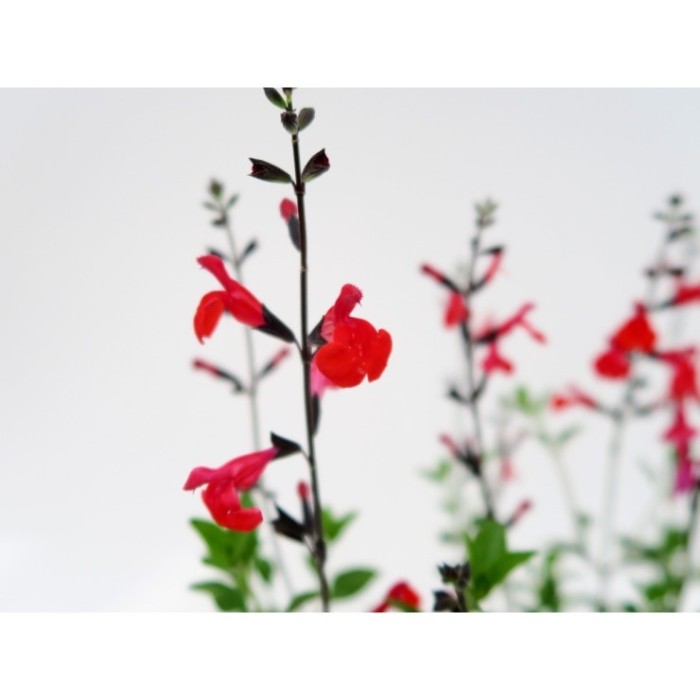 SALVIA MICROPHYLLA ROYAL BUMBLE 3L - VERMELLA