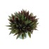 TRADESCANTIA SPATHACEA 5L - VERDE