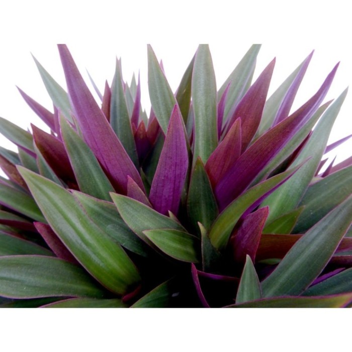 TRADESCANTIA SPATHACEA 5L - VERDE
