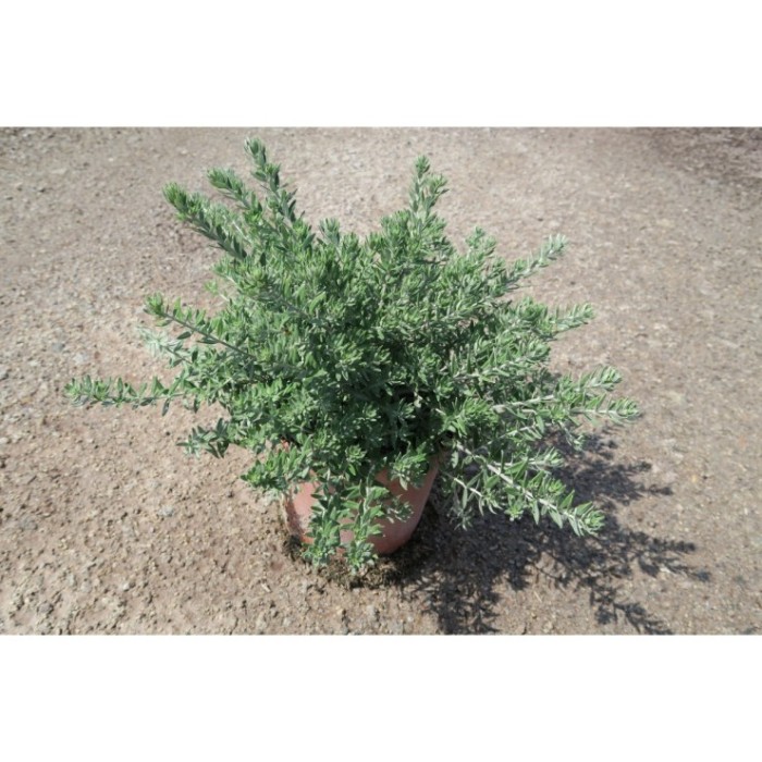 WESTRINGIA FRUTICOSA 3L