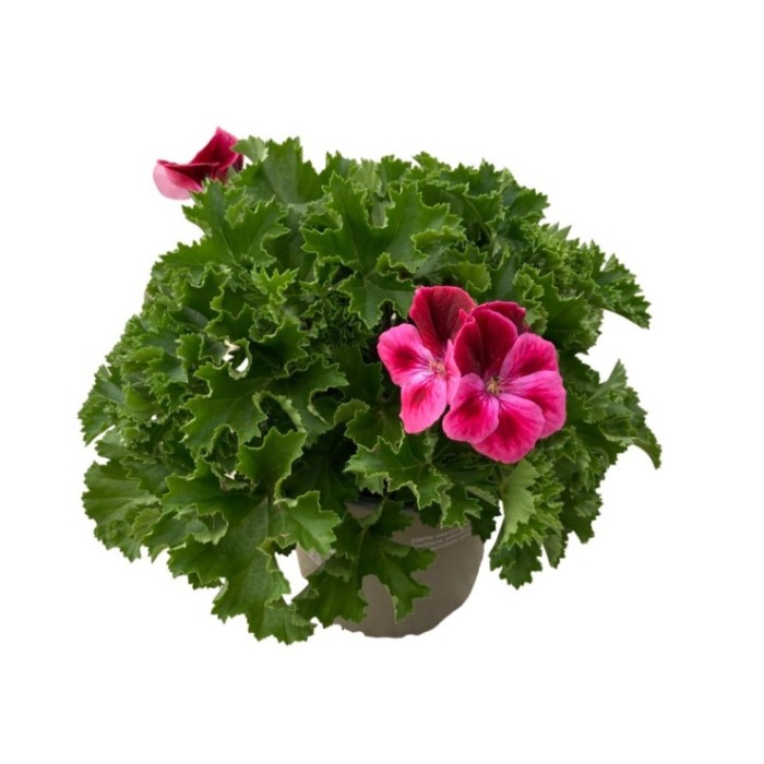 PELARGONIUM CANDY FLOWER M13