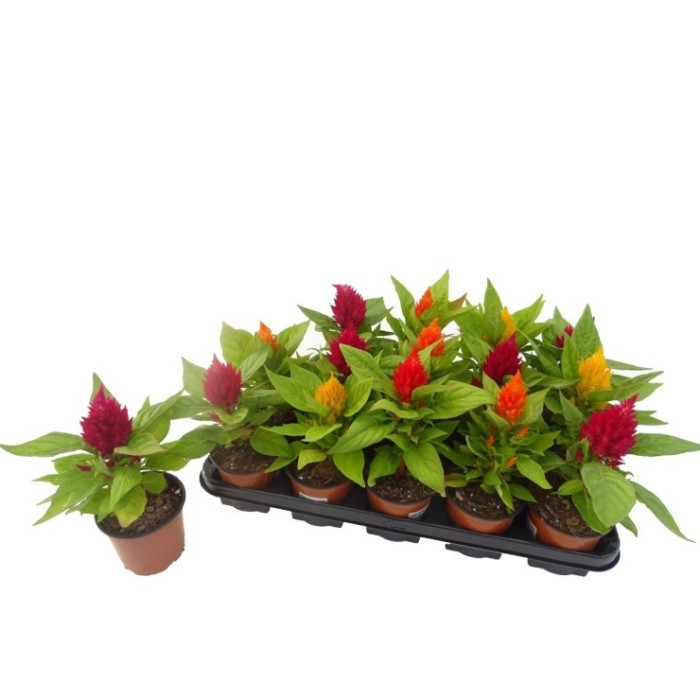 CELOSIA PLUMOSA M11