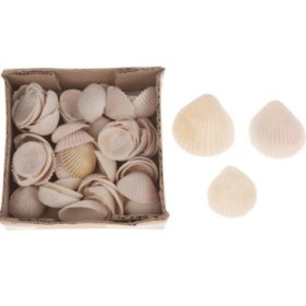 CONCHA Cackle 200gr in box 12x12x6cm Natural
