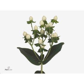 FLOR, HYPERICUM COCO UNO 60cm. x10 tig  blanc