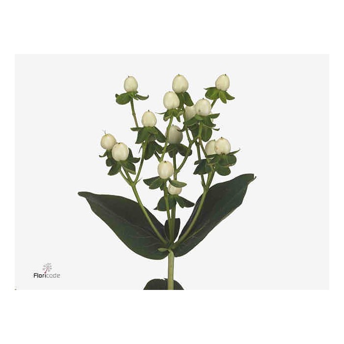 FLOR, HYPERICUM COCO UNO 70cm. x10 tig  blanc