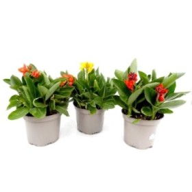 CANNA GENERALIS 10L