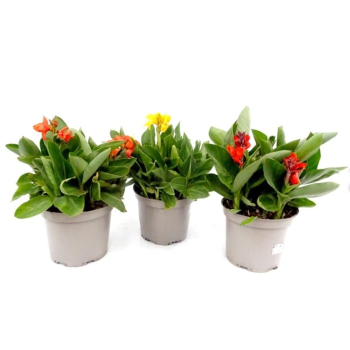 CANNA GENERALIS 10L