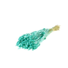 F.SECA, Phalaris blau aqua CRAFT