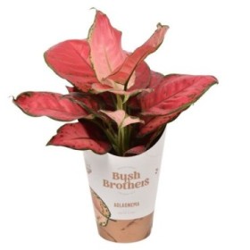 AGLAONEMA  M12 SUN STAR