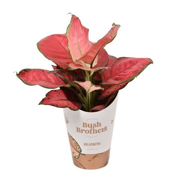 AGLAONEMA  M12 SUN STAR