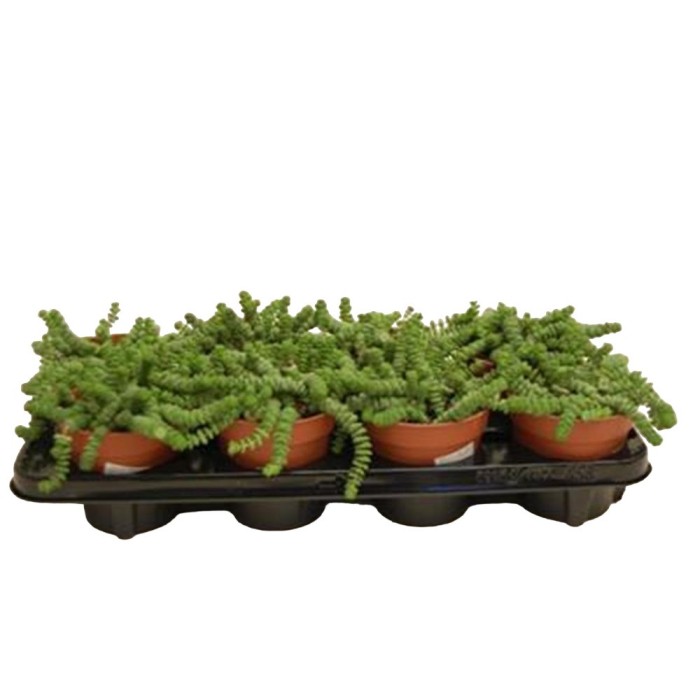 CRASSULA HOTTENTOT M12