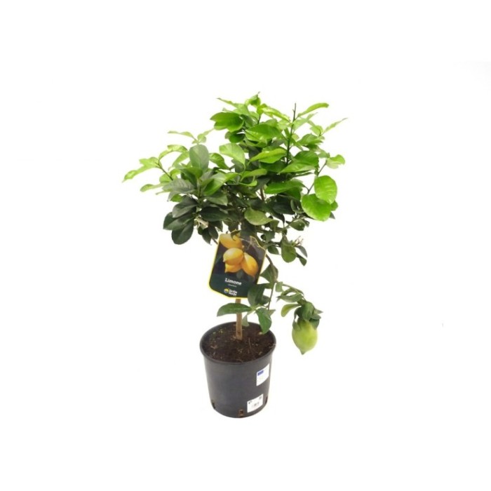 CITRUS LIMON M20 - LEMON