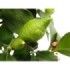 CITRUS LIMON M20 - LEMON