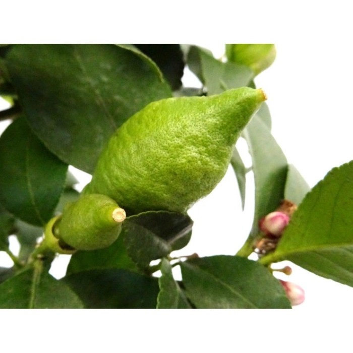 CITRUS LIMON M20 - LEMON