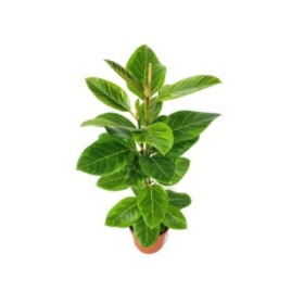 FICUS ALTISSIMA M21 H95  Yellow Gem