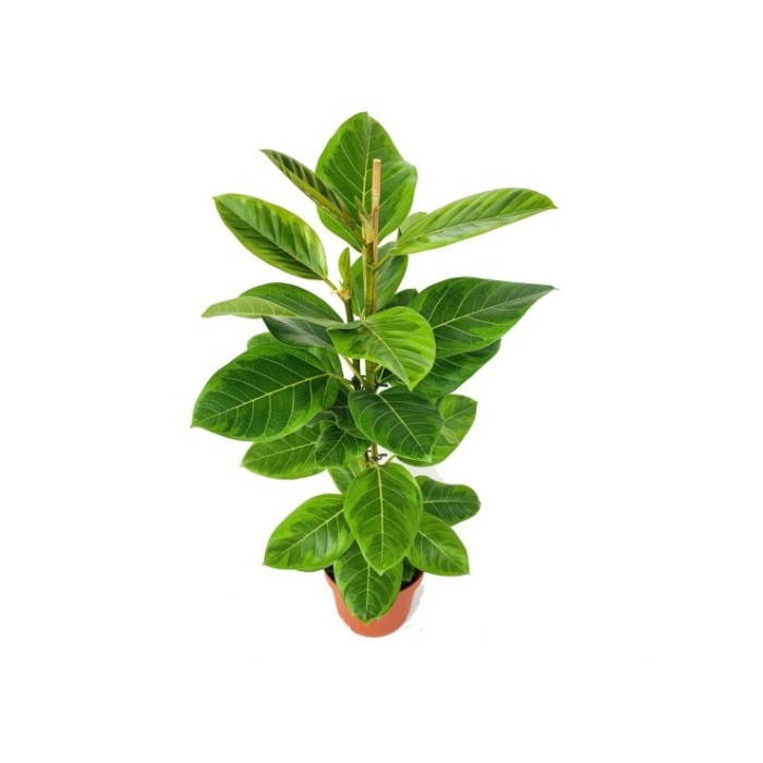 FICUS ALTISSIMA M21 H95  Yellow Gem