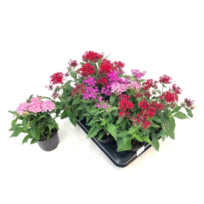 PENTAS LANCEOLATA 13