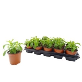 STEVIA REBAUDIANA 11