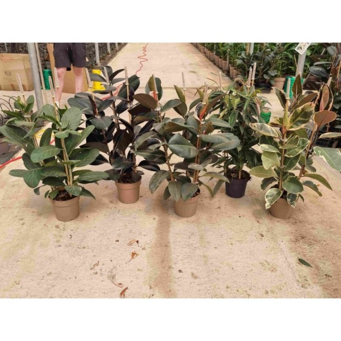 FICUS MIX 3 PLANTAS  M20