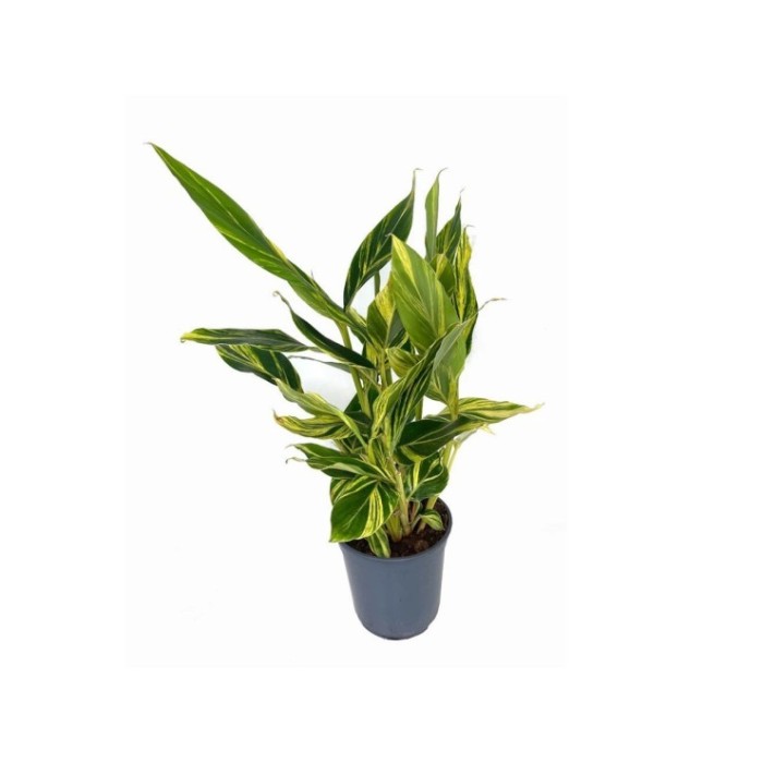 ALPINIA VARIEGATA M20