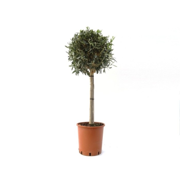 OLEA EUROPAEA 10L - COPA