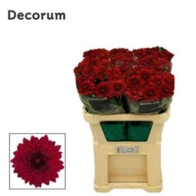 FLOR, CHRISANTHEM LAMIRA RED x10 tiges.
