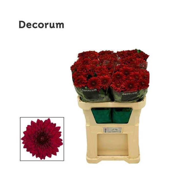 FLOR, CHRISANTHEM LAMIRA RED x10 tiges.